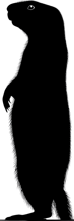Marmot silhouette
