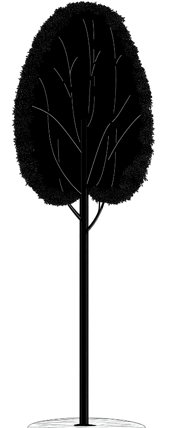 Tree silhouette